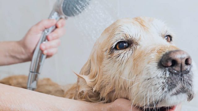Baña a tu perro en temporada de frío